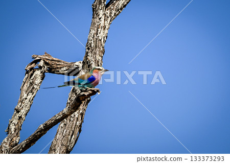 Lilac-breasted roller on branch under perfect sky Lilac-breasted roller on branch under perfect sky 133373293