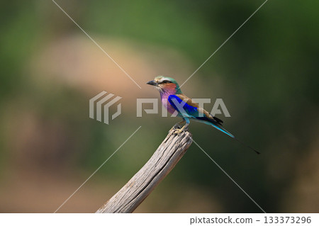 Lilac-breasted roller on diagonal branch in sunshine Lilac-breasted roller on diagonal branch in sunshine 133373296