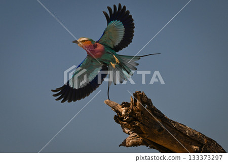 Lilac-breasted roller spreading wings flying from stump Lilac-breasted roller spreading wings flying from stump 133373297