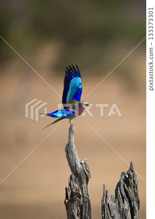 Lilac-breasted roller taking off from dried-up tree Lilac-breasted roller taking off from dried-up tree 133373301