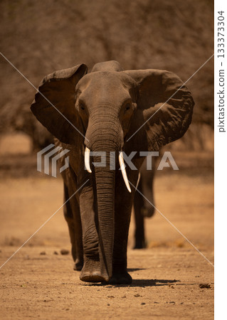 Line of African elephants walking towards camera 133373304