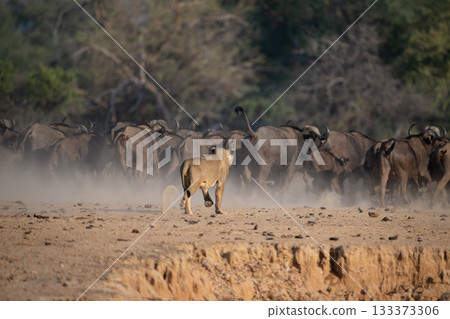 Lioness chases after herd of Cape buffaloes Lioness chases after herd of Cape buffaloes 133373306