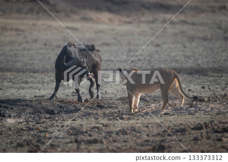 Lioness confronting Cape buffalo in dry pan 133373312