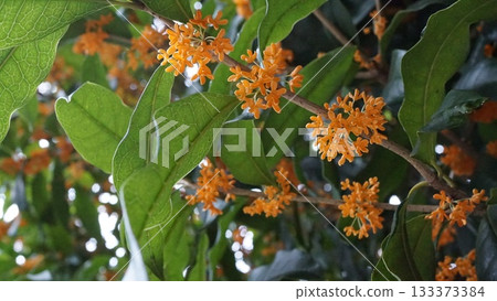 桂花,帶葉子和枝條 桂花,帶葉子和枝條 133373384