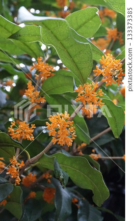 桂花,帶葉子和枝條 桂花,帶葉子和枝條 133373385