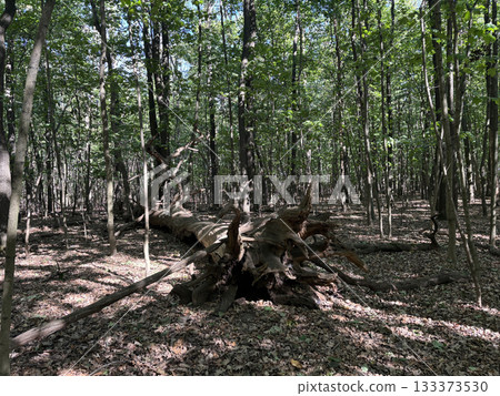 Summer sunny forest. Sun light in woods 133373530