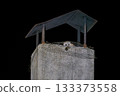 Nighttime Owl Perched on Concrete Chimney Top 133373558