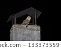 Nocturnal Barn Owl Resting on a Chimney Top 133373559