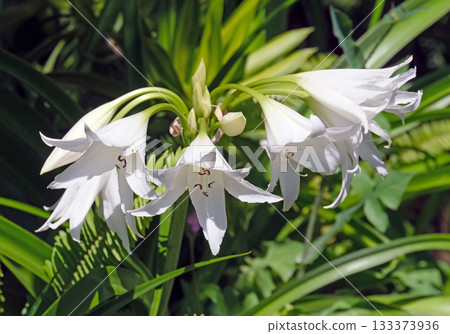 White Crinum Lilly (lat.- Crinum Powellii) 133373936