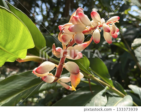 Shell ginger (lat.- Alpinia zerumbet) 133373939