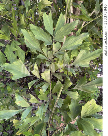 Fishtail Palm (lat.- Caryota mitis) Fishtail Palm (lat.- Caryota mitis) 133373940