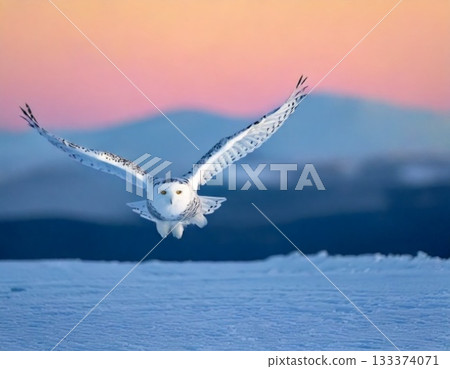 flying seagull in winter 133374071