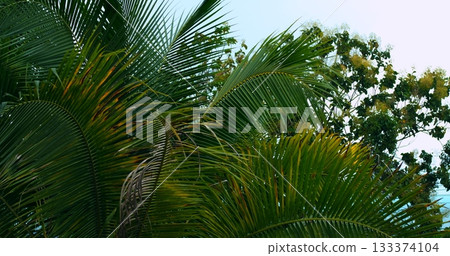 lush foliage with veins and sky glimpses, botanical macro shot emphasizing leaf patterns and shadows lush foliage with veins and sky glimpses, botanical macro shot emphasizing leaf patterns and shadows 133374104