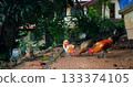 roosters pecking gravel, lively backyard setting with vibrant plumage and dappled sunlight ambiance 133374105