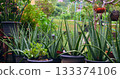aloe plants basking outdoors, peaceful city corner with terracotta pots and lush aloe plants thriving 133374106