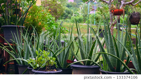 aloe plants basking outdoors, peaceful city corner with terracotta pots and lush aloe plants thriving aloe plants basking outdoors, peaceful city corner with terracotta pots and lush aloe plants thriving 133374106