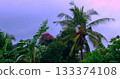 vivid tropical horizon with sunset colors, evening panorama with palm silhouettes and colorful sky 133374108