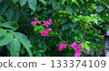 vibrant floral clusters appear amidst abundant leafy greenery providing cool shade and natural beauty 133374109