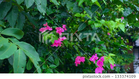 vibrant floral clusters appear amidst abundant leafy greenery providing cool shade and natural beauty vibrant floral clusters appear amidst abundant leafy greenery providing cool shade and natural beauty 133374109