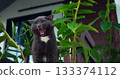 morning sunlight illuminates playful house cat, yawning gray cat among lush green houseplants in sunlight 133374112