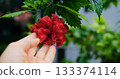 intimate flower inspection, hands gently examining layered petals for tender gardening experience 133374114