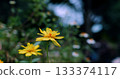 luminous daisies with joyful energy, radiant blossoms bathed in sunlight exhibiting happiness 133374117