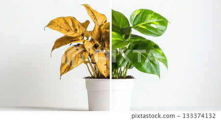 Before and after concept showing dying and thriving plant leaves in pot on clean background 133374132