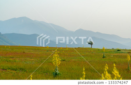 Lonely tree in a blooming steppe with blue mountains in the background at sunrise Lonely tree in a blooming steppe with blue mountains in the background at sunrise 133374247