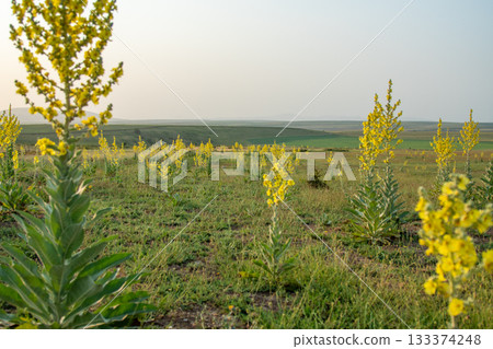 Mullein plants blooming in a wide mountain valley at sunrise, with snow-capped peaks in the background Mullein plants blooming in a wide mountain valley at sunrise, with snow-capped peaks in the background 133374248