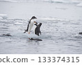 Gentoo Penguin on the ice 133374315