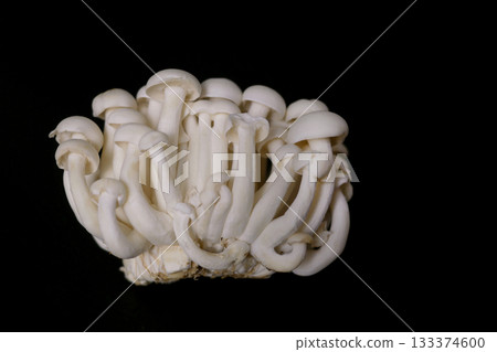 White Shimeji Mushrooms on Black Background White Shimeji Mushrooms on Black Background 133374600