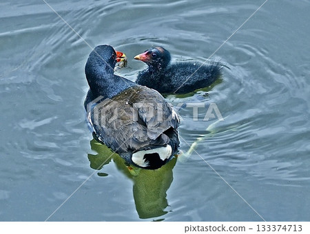 初夏的回憶。新生命的誕生。 133374713