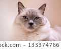 Beautiful blue-eyed white cat 133374766