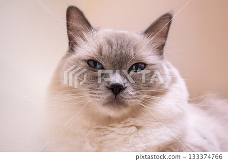 Beautiful blue-eyed white cat Beautiful blue-eyed white cat 133374766