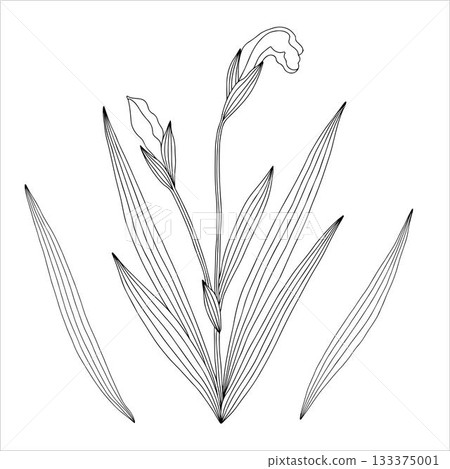 Non-AI Vector iris flowers. Collection of iris flowers with leaves and stems isolated on white background. Non-AI Vector iris flowers. Collection of iris flowers with leaves and stems isolated on white background. 133375001