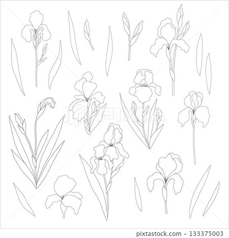 Non-AI Vector iris flower set. Collection of iris flowers, leaves, stems, and buds isolated on white. Non-AI Vector iris flower set. Collection of iris flowers, leaves, stems, and buds isolated on white. 133375003
