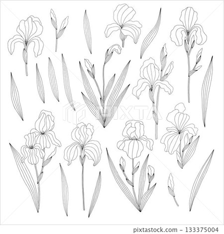 Non-AI Vector iris flower set. Collection of iris flowers, leaves, stems, and buds isolated on white. Non-AI Vector iris flower set. Collection of iris flowers, leaves, stems, and buds isolated on white. 133375004