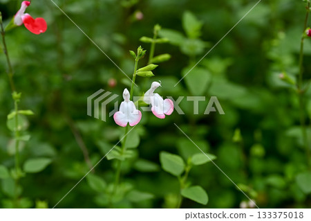 Cherry sage Cherry sage 133375018