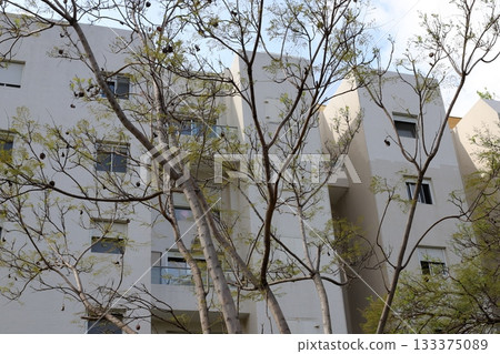 Houses in Tel Aviv against a backdrop of tall trees 133375089
