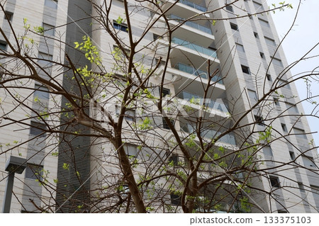Houses in Tel Aviv against a backdrop of tall trees 133375103