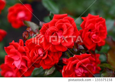 玫瑰紅 133375158