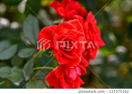 Rose red Rose red 133375162