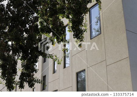 Houses in Tel Aviv against a backdrop of tall trees Houses in Tel Aviv against a backdrop of tall trees 133375714