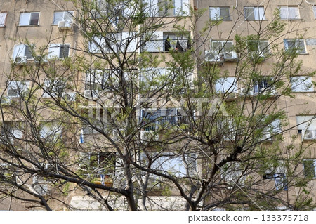 Houses in Tel Aviv against a backdrop of tall trees 133375718