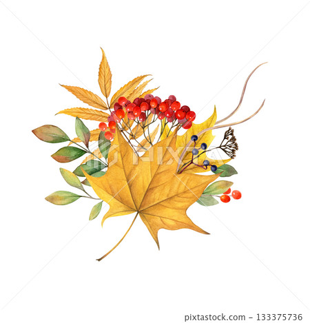A bouquet of fall leaves and berries watercolor isolated illustration. Autumn nature hand drawn clip art. Maple leaves, maiden grapes, rowan berries, dry blades of grass. Realistic drawing for designs A bouquet of fall leaves and berries watercolor isolated illustration. Autumn nature hand drawn clip art. Maple leaves, maiden grapes, rowan berries, dry blades of grass. Realistic drawing for designs 133375736