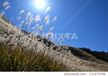 Soni Plateau, Nara, where the irises are in full bloom 133375796