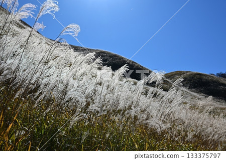 奈良縣索尼高原，鳶尾花正值盛開。 133375797