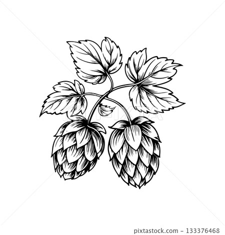 Illustration of beer hop in engraving style. Design element for poster, card, banner, sign, logo. 133376468