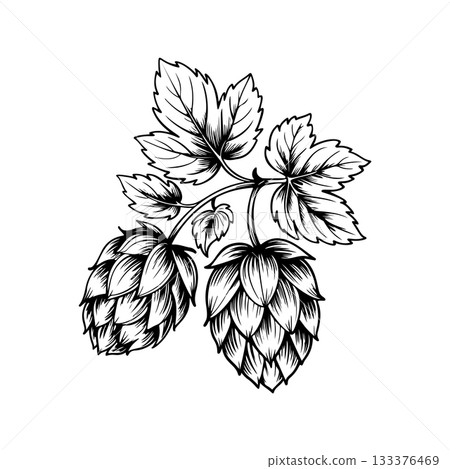 Illustration of beer hop in engraving style. Design element for poster, card, banner, sign, logo. 133376469