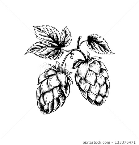 Illustration of beer hop in engraving style. Design element for poster, card, banner, sign, logo. 133376471